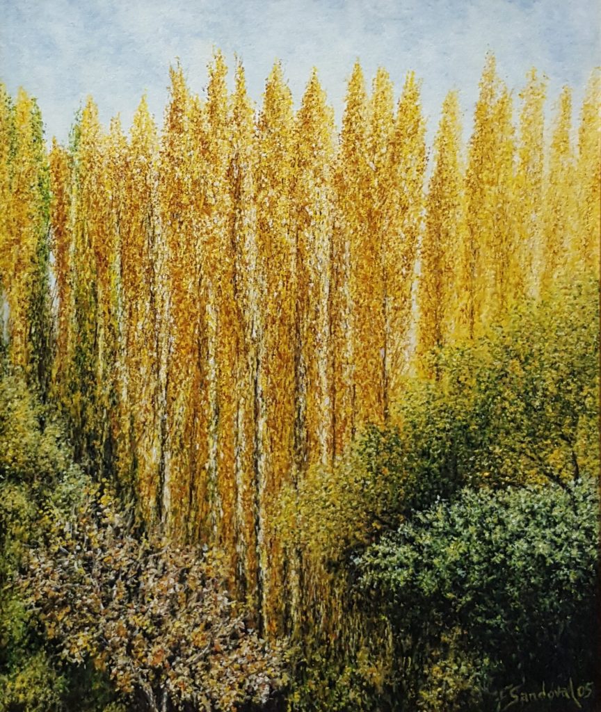 Chopos de la Mesta en otoño, en el parque natural de la Molata y los Batanes en Alcaraz, destacando los colores amarillos típicos del otoño en este árbol.