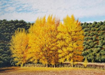 Chopos en otoño en al parque natural de las Lagunas de Ruidera, Albacete-Ciudad real, con esos colores que muestran estos árboles al incidir el sol.