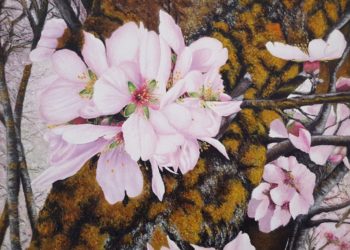 Almendro en flor II, observando la hoja en su máximo esplendor, con la diversidad de tonalidades del tronco del almendro en la época de la primavera.