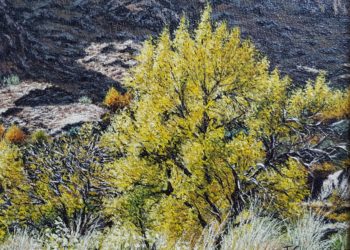 Subiendo a la Mesta refleja árboles y arbustos típicos enclavados en un paraje natural bellísimo en la sierra de Alcaraz, en la provincia de Albacete.